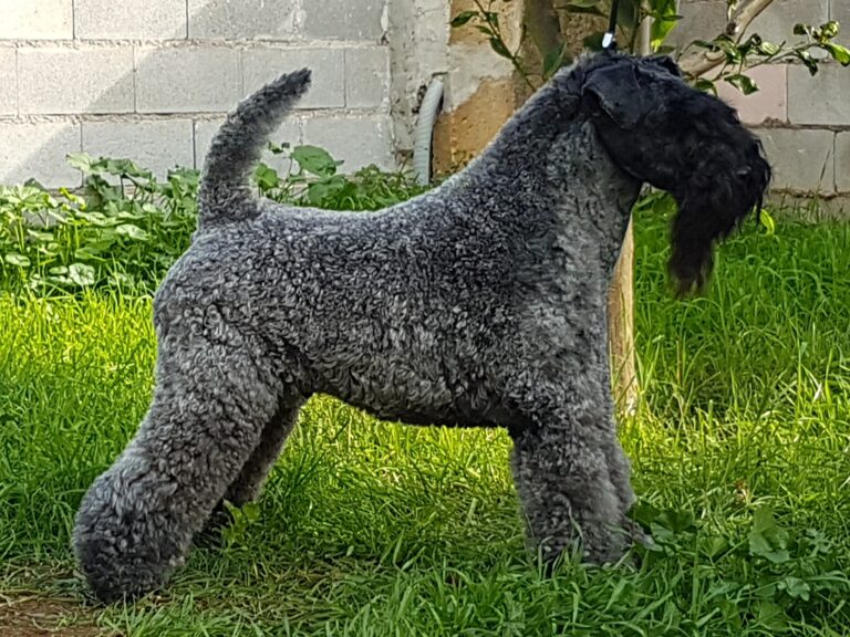 kerry blue terrier